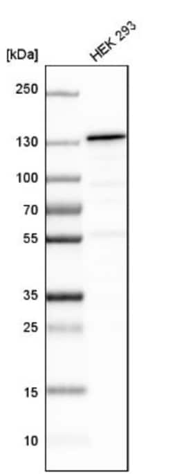 Exportin-5 Antibody, Novus Biologicals:Antibodies:Primary Antibodies