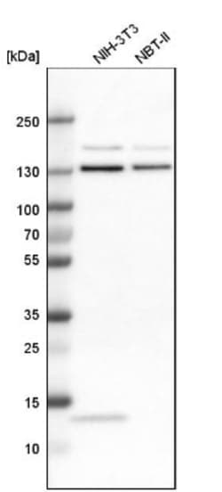 Exportin-5 Antibody, Novus Biologicals:Antibodies:Primary Antibodies