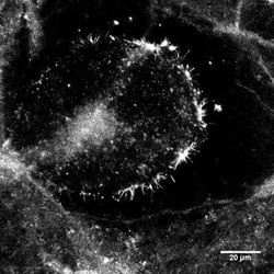 Ezrin Antibody (3C12), Novus Biologicals:Antibodies:Primary Antibodies