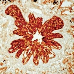 Ezrin Antibody (3C12), Novus Biologicals:Antibodies:Primary Antibodies