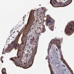 Ezrin Antibody (CL2384), Novus Biologicals:Antibodies:Primary Antibodies