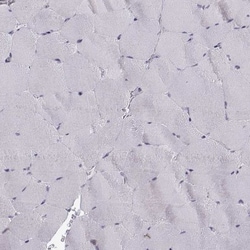 Ezrin Antibody (CL2384), Novus Biologicals:Antibodies:Primary Antibodies