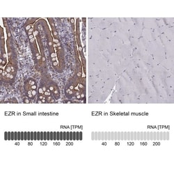 Ezrin Antibody (CL2384), Novus Biologicals:Antibodies:Primary Antibodies