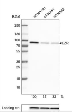 Ezrin Antibody (CL2384), Novus Biologicals:Antibodies:Primary Antibodies