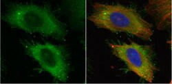 Ezrin Antibody, Novus Biologicals 0.1mL; Unlabeled:Antibodies, Polyclonal