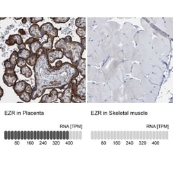 PGM1 Antibody, Novus Biologicals:Antibodies:Primary Antibodies
