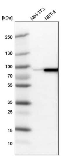 PGM1 Antibody, Novus Biologicals:Antibodies:Primary Antibodies