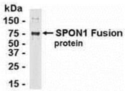 F-Spondin/SPON1 Antibody, Novus Biologicals 0.025 mg, Unconjugated:Antibodies,