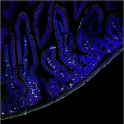 F4/80 Antibody (CI-A3-1) - BSA Free, Novus Biologicals 0.125mg; Unlabeled:Antibodies,
