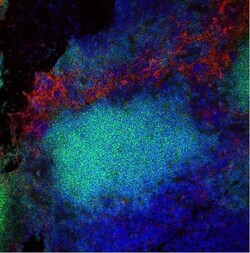 F4/80 Antibody (CI-A3-1) - BSA Free, Novus Biologicals 0.125mg; Unlabeled:Antibodies,