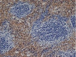F4/80 Antibody (CI-A3-1) - BSA Free, Novus Biologicals 0.125mg; Unlabeled:Antibodies,