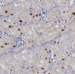 FAAP Antibody, Novus Biologicals 0.1mL; Unlabeled:Antibodies, Polyclonal