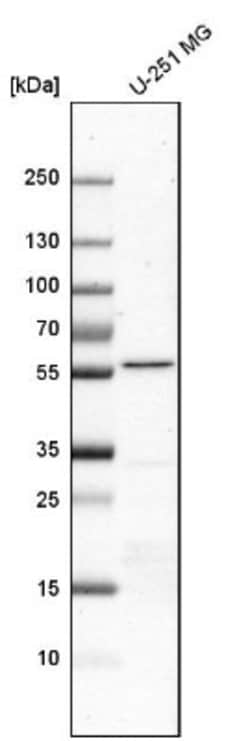 FAAP Antibody, Novus Biologicals 0.1mL; Unlabeled:Antibodies, Polyclonal