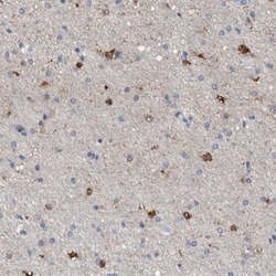 FABP7/B-FABP Antibody, Novus Biologicals 0.1mL; Unlabeled:Antibodies, Polyclonal