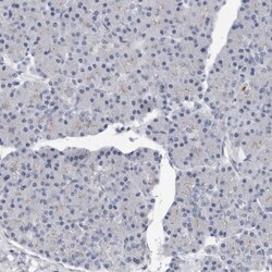 FABP7/B-FABP Antibody, Novus Biologicals 0.1mL; Unlabeled:Antibodies, Polyclonal