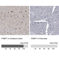 FABP7/B-FABP Antibody, Novus Biologicals 0.1mL; Unlabeled:Antibodies, Polyclonal