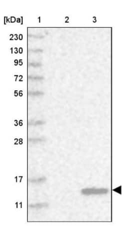 FABP7/B-FABP Antibody, Novus Biologicals 0.1mL; Unlabeled:Antibodies, Polyclonal
