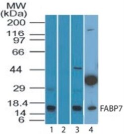FABP7/B-FABP Antibody, Novus Biologicals:Antibodies:Primary Antibodies
