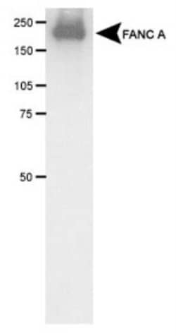 FACA/FANCA Antibody, Novus Biologicals 0.025mL; Unlabeled:Antibodies, Polyclonal
