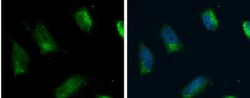 FACL4 Antibody, Novus Biologicals 0.1mL; Unlabeled:Antibodies, Polyclonal