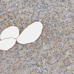 FACL4 Antibody, Novus Biologicals:Antibodies:Primary Antibodies