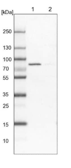 FACL4 Antibody, Novus Biologicals:Antibodies:Primary Antibodies