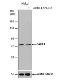 FACL4 Antibody, Novus Biologicals 0.1mL; Unlabeled:Antibodies, Polyclonal