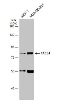 FACL4 Antibody, Novus Biologicals 0.1mL; Unlabeled:Antibodies, Polyclonal