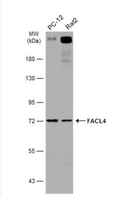 FACL4 Antibody, Novus Biologicals 0.1mL; Unlabeled:Antibodies, Polyclonal