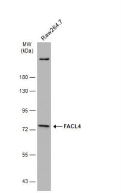FACL4 Antibody, Novus Biologicals 0.1mL; Unlabeled:Antibodies, Polyclonal