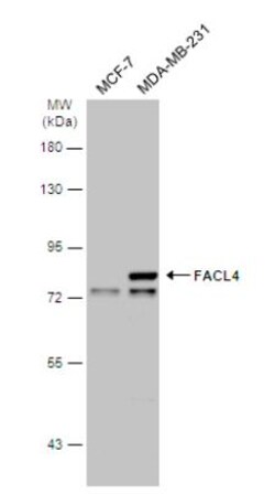 FACL4 Antibody, Novus Biologicals 0.1mL; Unlabeled:Antibodies, Polyclonal