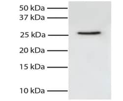 FADD Antibody (1A11), Novus Biologicals 0.1mg; Unlabeled:Antibodies, Monoclonal