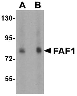 FAF1 Antibody - BSA Free, Novus Biologicals 0.025 mg, Unconjugated:Antibodies,