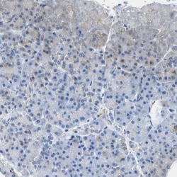 FAIM2 Antibody, Novus Biologicals 25 &mu;L; Unlabeled:Antibodies, Polyclonal