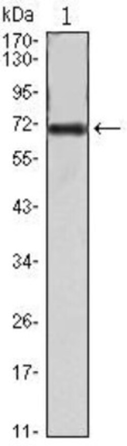 FAK Antibody (10H7E9), Novus Biologicals 0.1mL; Unlabeled:Antibodies, Monoclonal
