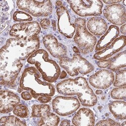 FAM105B/OTULIN Antibody, Novus Biologicals 0.1mL; Unlabeled:Antibodies,