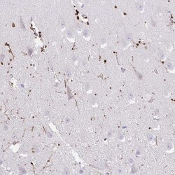 FAM107A Antibody, Novus Biologicals 25 &mu;L | Buy Online | Novus Biologicals | Fisher Scientific