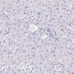 FAM107A Antibody, Novus Biologicals 25 &mu;L | Buy Online | Novus Biologicals | Fisher Scientific