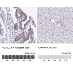 FAM107A Antibody, Novus Biologicals 25 &mu;L | Buy Online | Novus Biologicals | Fisher Scientific