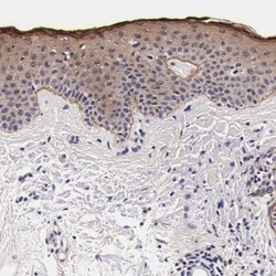 FAM109B Antibody, Novus Biologicals 25 &mu;L | Buy Online | Novus Biologicals | Fisher Scientific