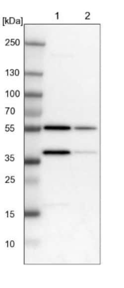 CPNE7 Antibody, Novus Biologicals:Antibodies:Primary Antibodies