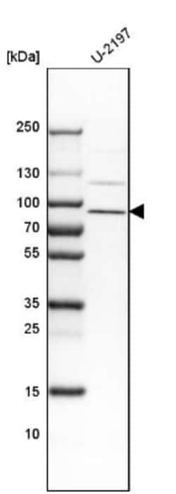 CEACAM5/CD66e Antibody, Novus Biologicals:Antibodies:Primary Antibodies