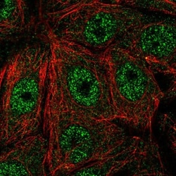 FAM117A Antibody, Novus Biologicals:Antibodies:Primary Antibodies