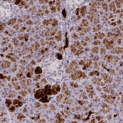 FAM117B Antibody, Novus Biologicals 0.1mL; Unlabeled:Antibodies, Polyclonal