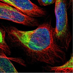 FAM118A Antibody, Novus Biologicals:Antibodies:Primary Antibodies