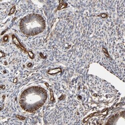 FAM118A Antibody, Novus Biologicals:Antibodies:Primary Antibodies