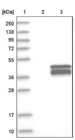 FAM118A Antibody, Novus Biologicals:Antibodies:Primary Antibodies