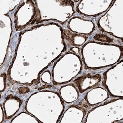 FAM119A Antibody, Novus Biologicals 0.1mL; Unlabeled:Antibodies, Polyclonal