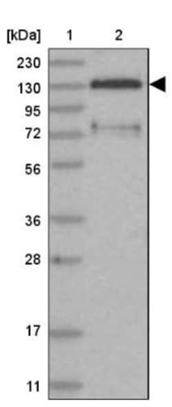 FAM120B Antibody, Novus Biologicals 25 &mu;L; Unlabeled:Antibodies, Polyclonal