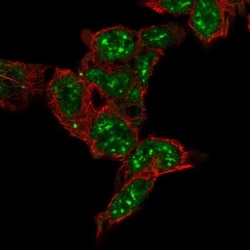 FAM120C Antibody, Novus Biologicals 25 &mu;L, Unlabeled:Antibodies, Polyclonal